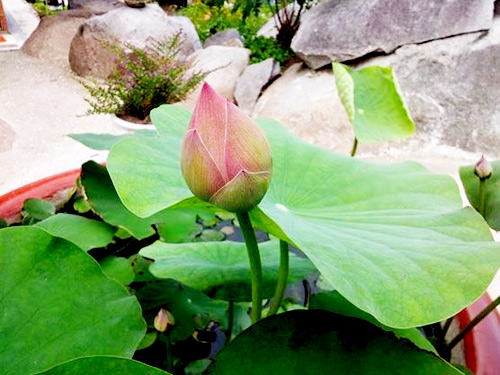 Vườn nhỏ ngập tràn 20 loài hoa ở Kiên Giang - 6