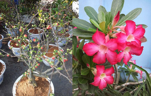 Vườn nhỏ ngập tràn 20 loài hoa ở Kiên Giang - 7