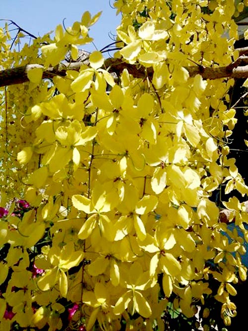 Vườn nhỏ ngập tràn 20 loài hoa ở Kiên Giang - 13