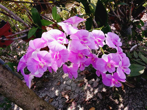 Vườn nhỏ ngập tràn 20 loài hoa ở Kiên Giang - 2