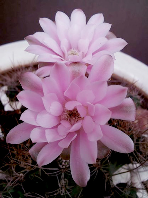 Vườn nhỏ ngập tràn 20 loài hoa ở Kiên Giang - 14