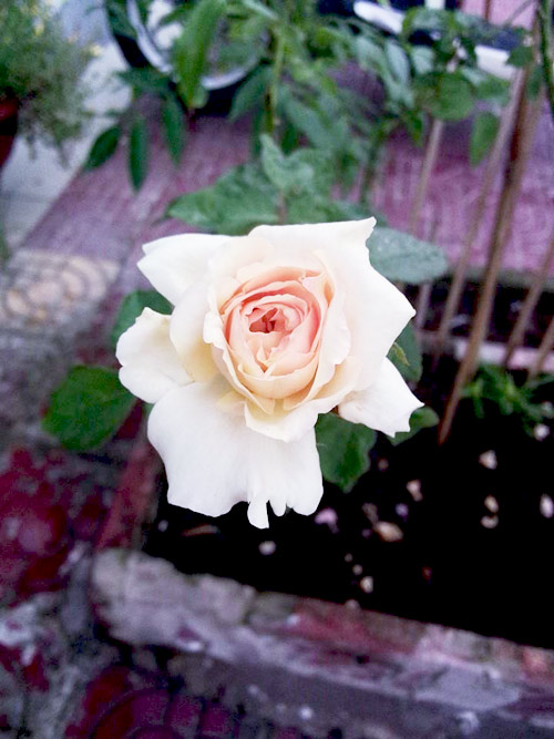 Vườn nhỏ ngập tràn 20 loài hoa ở Kiên Giang - 3