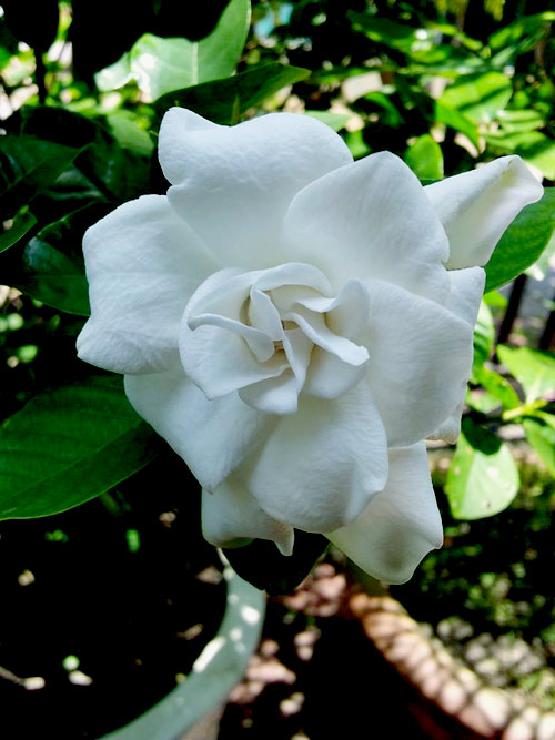 Vườn nhỏ ngập tràn 20 loài hoa ở Kiên Giang - 16