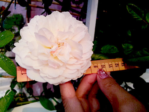 Vườn nhỏ ngập tràn 20 loài hoa ở Kiên Giang - 10