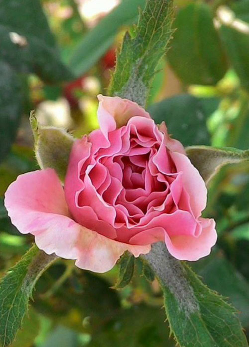 Vườn nhỏ ngập tràn 20 loài hoa ở Kiên Giang - 17