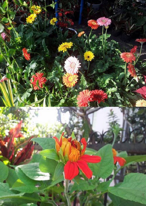 Vườn nhỏ ngập tràn 20 loài hoa ở Kiên Giang - 12