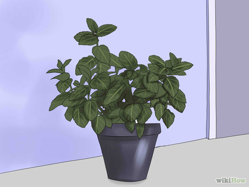 5 cách đơn giản mà hiệu quả đuổi chuột khỏi nhà - 9