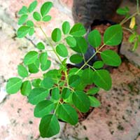 Trồng tam giác mạch không khó ngay trong nhà phố - 13