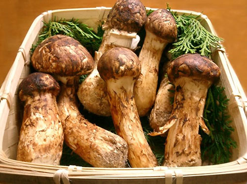 Nhật Bản: Đất nước của những đồ ăn đắt nhất hành tinh - 4