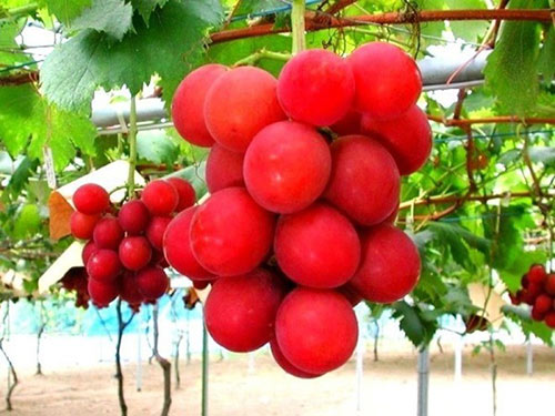 Nhật Bản: Đất nước của những đồ ăn đắt nhất hành tinh - 6