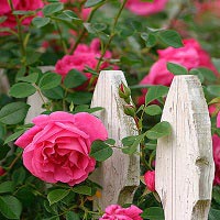 Vườn nhỏ ngập tràn 20 loài hoa ở Kiên Giang - 18