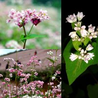 Vườn nhỏ ngập tràn 20 loài hoa ở Kiên Giang - 19