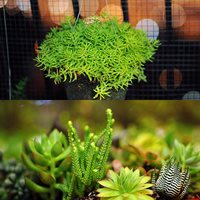 Vườn nhỏ ngập tràn 20 loài hoa ở Kiên Giang - 20