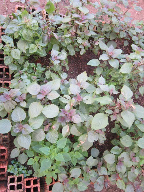 Mỡ màng vườn rau xanh cô giáo trồng cho các bé ăn - 10