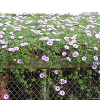 Mỡ màng vườn rau xanh cô giáo trồng cho các bé ăn - 15