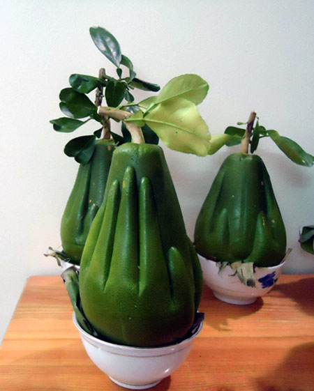 Bưởi tay Phật siêu độc, lạ: Đại gia chưa đến lượt - 2