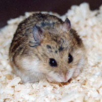 Chị em khéo tẩy vết cháy trên mặt bếp hồng ngoại - 8