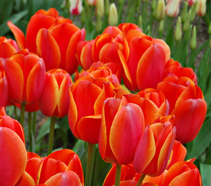 5 bước trồng Tulip nở đúng đợt Tết về - 3