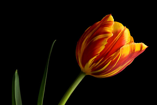 5 bước trồng Tulip nở đúng đợt Tết về - 8