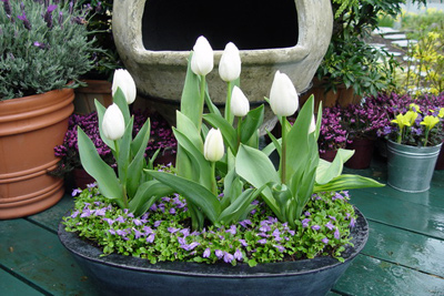 5 bước trồng Tulip nở đúng đợt Tết về - 14