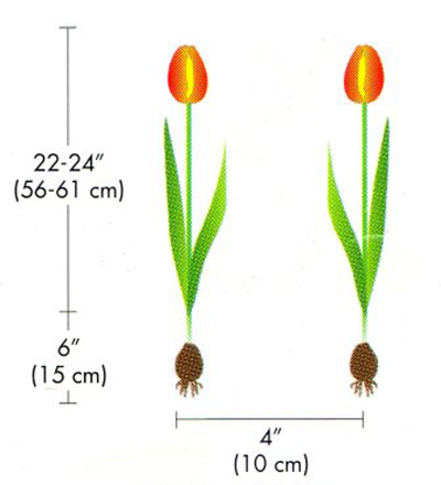 5 bước trồng Tulip nở đúng đợt Tết về - 9