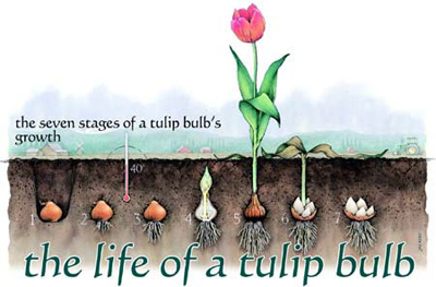 5 bước trồng Tulip nở đúng đợt Tết về - 13