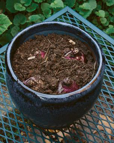 5 bước trồng Tulip nở đúng đợt Tết về - 12