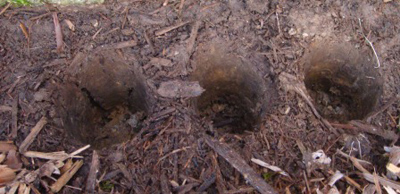 5 bước trồng Tulip nở đúng đợt Tết về - 10