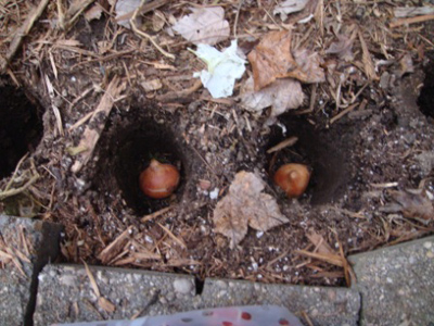 5 bước trồng Tulip nở đúng đợt Tết về - 11