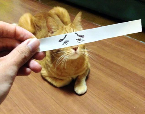 Nhật Bản: Trào lưu vẽ mắt cho... mèo - 6