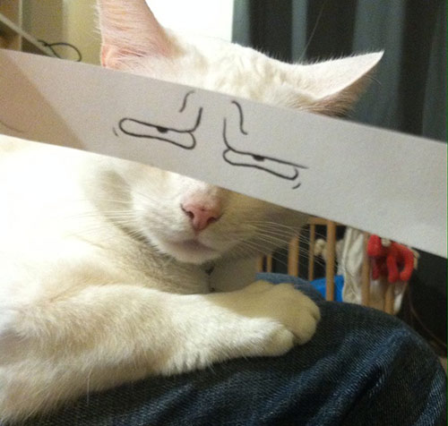 Nhật Bản: Trào lưu vẽ mắt cho... mèo - 14