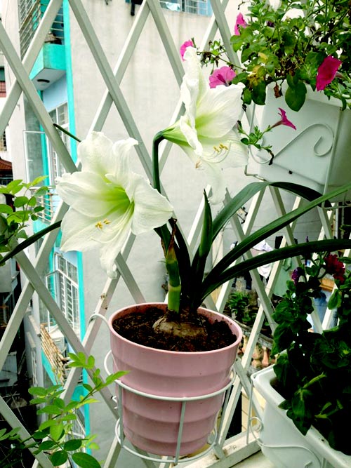 quot;Vườn thiên đườngquot; tuyệt đẹp trong ngõ nhỏ Thủ đô - 3