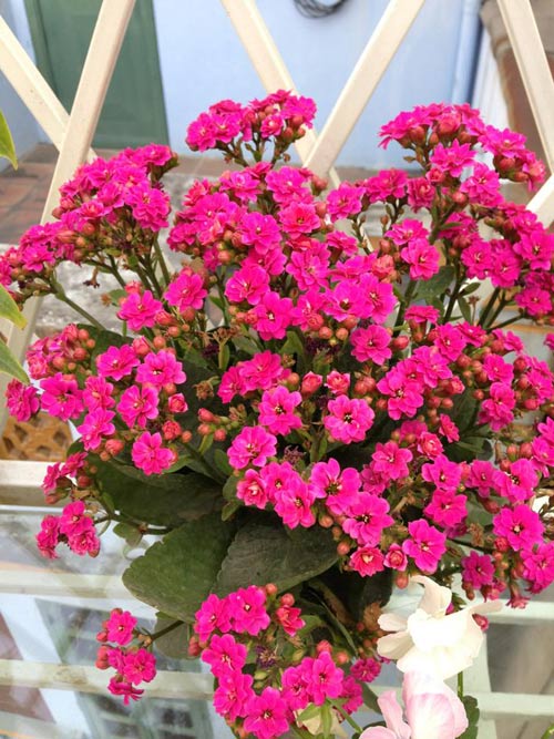 quot;Vườn thiên đườngquot; tuyệt đẹp trong ngõ nhỏ Thủ đô - 4