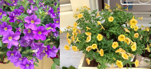 quot;Vườn thiên đườngquot; tuyệt đẹp trong ngõ nhỏ Thủ đô - 8