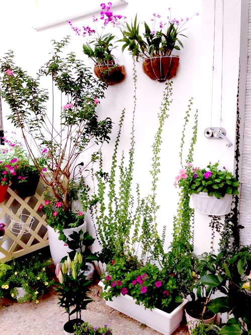 quot;Vườn thiên đườngquot; tuyệt đẹp trong ngõ nhỏ Thủ đô - 19