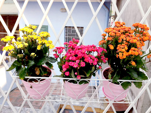 quot;Vườn thiên đườngquot; tuyệt đẹp trong ngõ nhỏ Thủ đô - 12