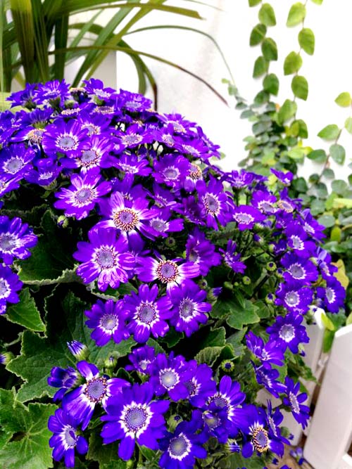 quot;Vườn thiên đườngquot; tuyệt đẹp trong ngõ nhỏ Thủ đô - 6