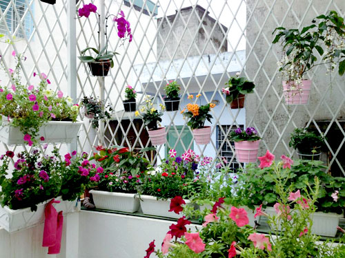 quot;Vườn thiên đườngquot; tuyệt đẹp trong ngõ nhỏ Thủ đô - 1