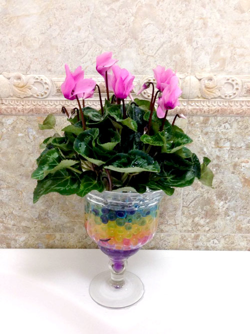 quot;Vườn thiên đườngquot; tuyệt đẹp trong ngõ nhỏ Thủ đô - 16