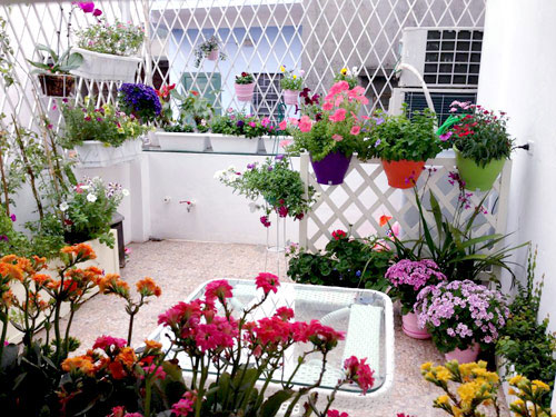 quot;Vườn thiên đườngquot; tuyệt đẹp trong ngõ nhỏ Thủ đô - 2