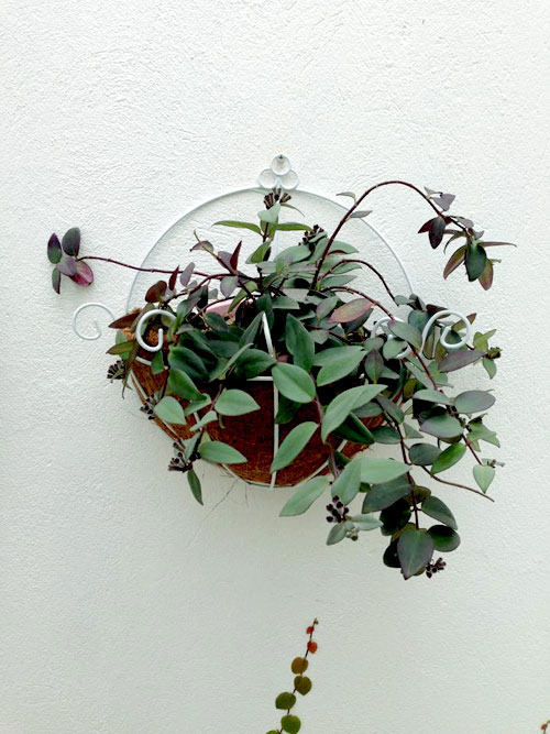 quot;Vườn thiên đườngquot; tuyệt đẹp trong ngõ nhỏ Thủ đô - 13