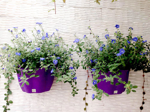 quot;Vườn thiên đườngquot; tuyệt đẹp trong ngõ nhỏ Thủ đô - 14