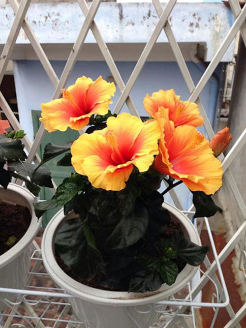 quot;Vườn thiên đườngquot; tuyệt đẹp trong ngõ nhỏ Thủ đô - 7