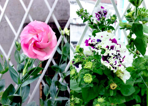 quot;Vườn thiên đườngquot; tuyệt đẹp trong ngõ nhỏ Thủ đô - 5