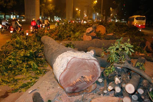 HN: Cuối năm 2015 sẽ chặt hạ cây xanh trên đường Kim Mã - 1