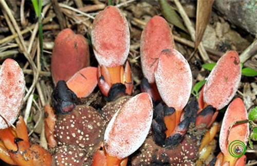 Sự thật về loại nấm “tan cửa nát nhà” - 2