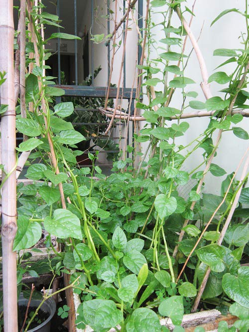 Người mẹ đảm đang trồng rau sạch chữa bệnh vặt cho cả nhà - 2