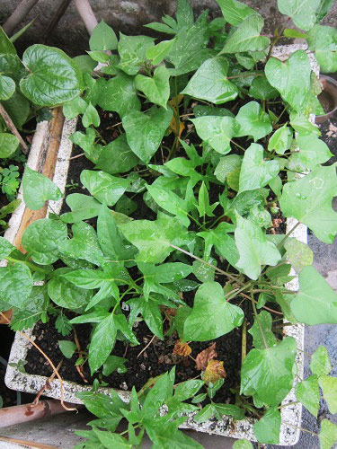 Người mẹ đảm đang trồng rau sạch chữa bệnh vặt cho cả nhà - 3