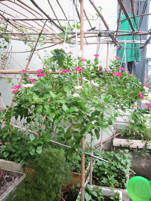 Người mẹ đảm đang trồng rau sạch chữa bệnh vặt cho cả nhà - 4