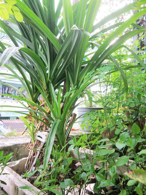 Người mẹ đảm đang trồng rau sạch chữa bệnh vặt cho cả nhà - 5